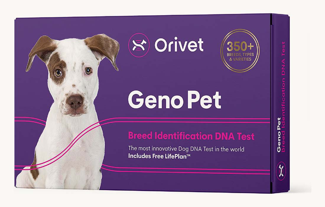 最好的狗DNA测试套件