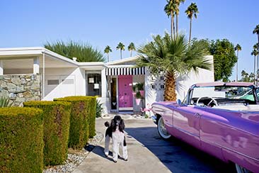 南希·巴伦，棕榈泉:现代狗在家里