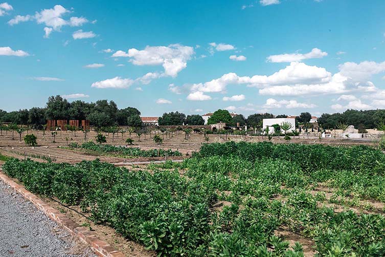 São Lourenço do Barrocal的土壤，特别是已经证明生产模范葡萄酒，它是一个你很容易迷失自己。
